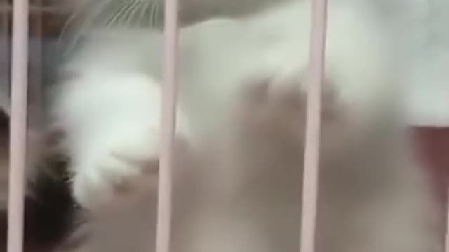Cat loves to sit on owner's head while she works
