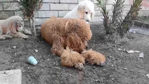 Rufus and His Kids - Sally, Cleo, and Ike Hang Out