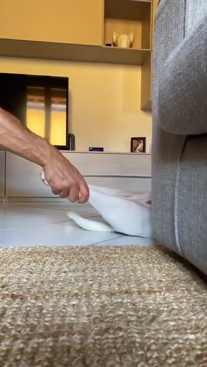 Baby Dogs 🐶 Cute and Funny Dog Videos Puppy Dogs Compilation