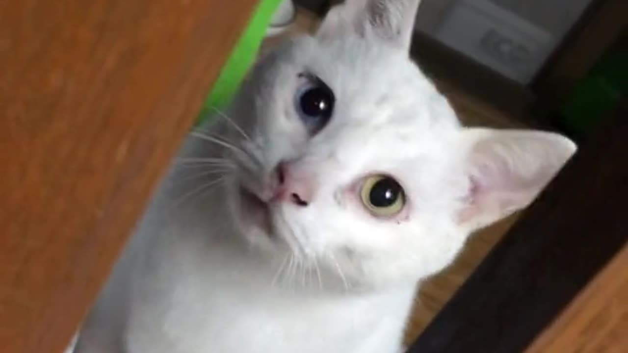 Amazing cat 🐈 trending video