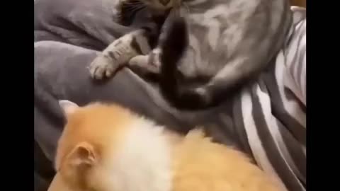 Funny cats video compilation