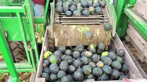 Farming Documentary,Harvest Onions,Modern Agriculture Machines That Are At Another Level ▶3