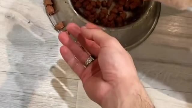 funny|prank|jokes|funny jokes|dad jokes|funny memes|funny video|fun|laughing|funny animal|knock