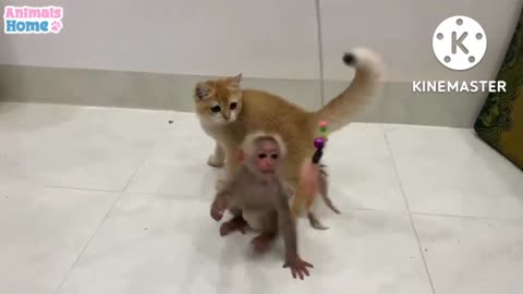 Monkey and billi ki dosti hai #shots video