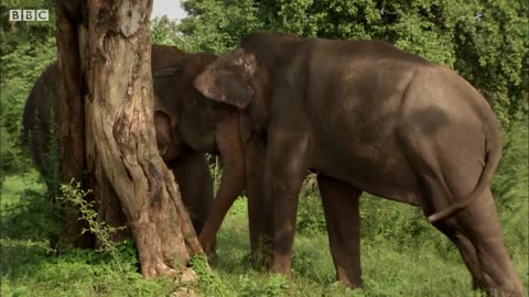 Male Elephants Fight for Dominance! | BBC Earth