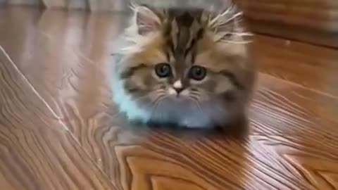 Amazing funny cat video | cute cats