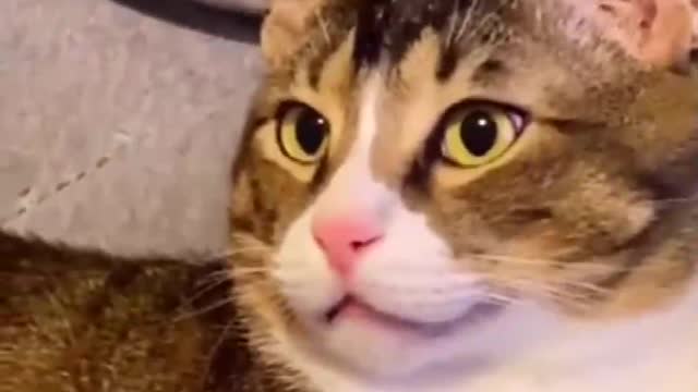 top funny cats videos