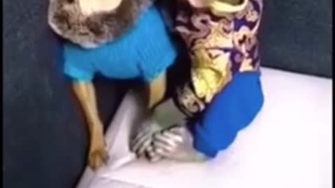 Dog trys to bite a monkey