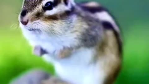 chipmunk