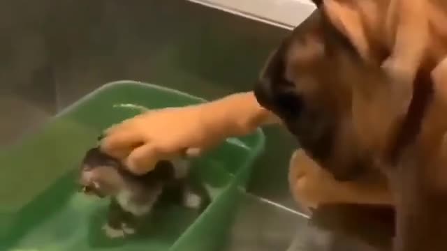 This is the purest video you will ever see😍❤️(love)
