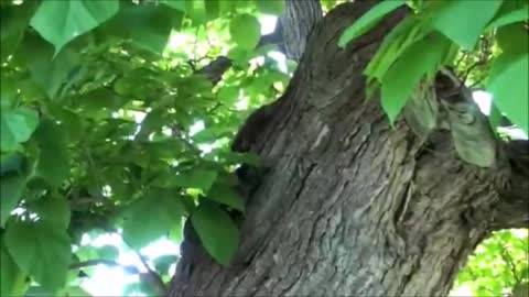 Baby Raccoons Are Cheeky - FUNNIEST Compilation VIdeo