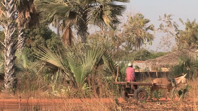 using a donkey for transport in senegal