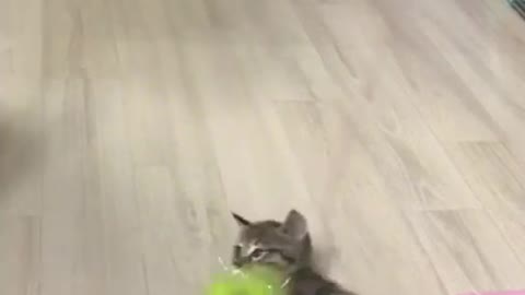 Baby cats and toys