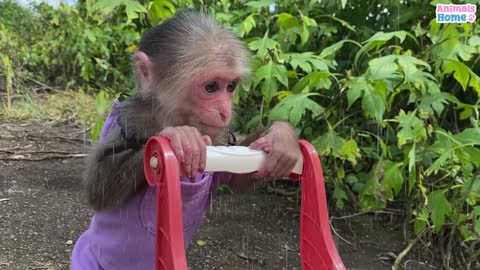 Cute monkey help kitty stuck in the rain