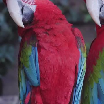 Parrots Can Dance to Music! | Fun Animal Facts