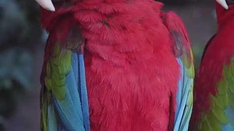 Parrots Can Dance to Music! | Fun Animal Facts