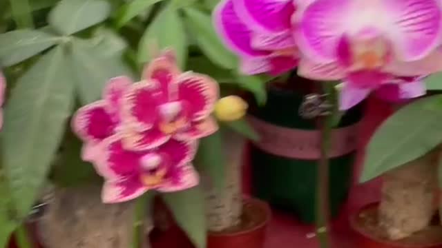 Orchids of different varieties