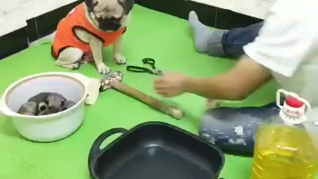 The mother dog saw that the owner wanted to eat the baby