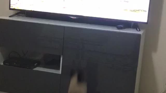 Cute Siamese Cat Watching TV and Fail