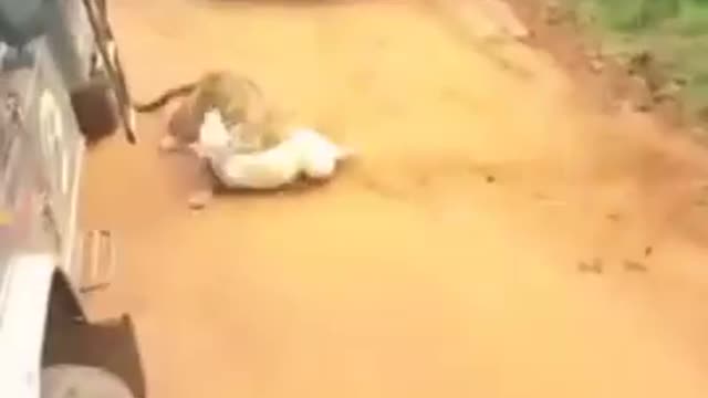 Leopard attacks on Dog