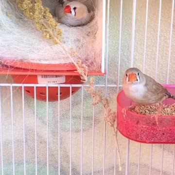 A pair of canaries whistling inside the cage, great sound