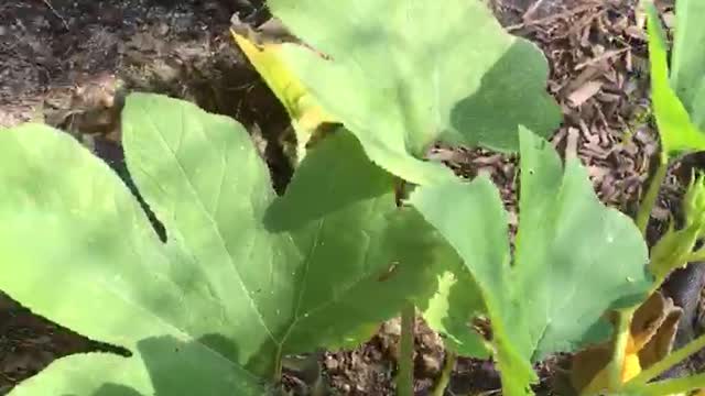 Update of my pumpkin plant.