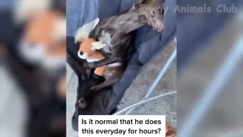 BEST fUNNY VIDOES OF CATS AND DOGS