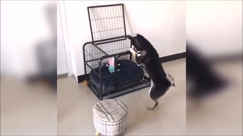 dog hangs in the cage look what happened