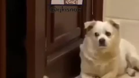 Dog vs cat funny video 🤣😀