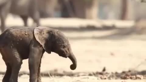 Elephant's first steps🐘