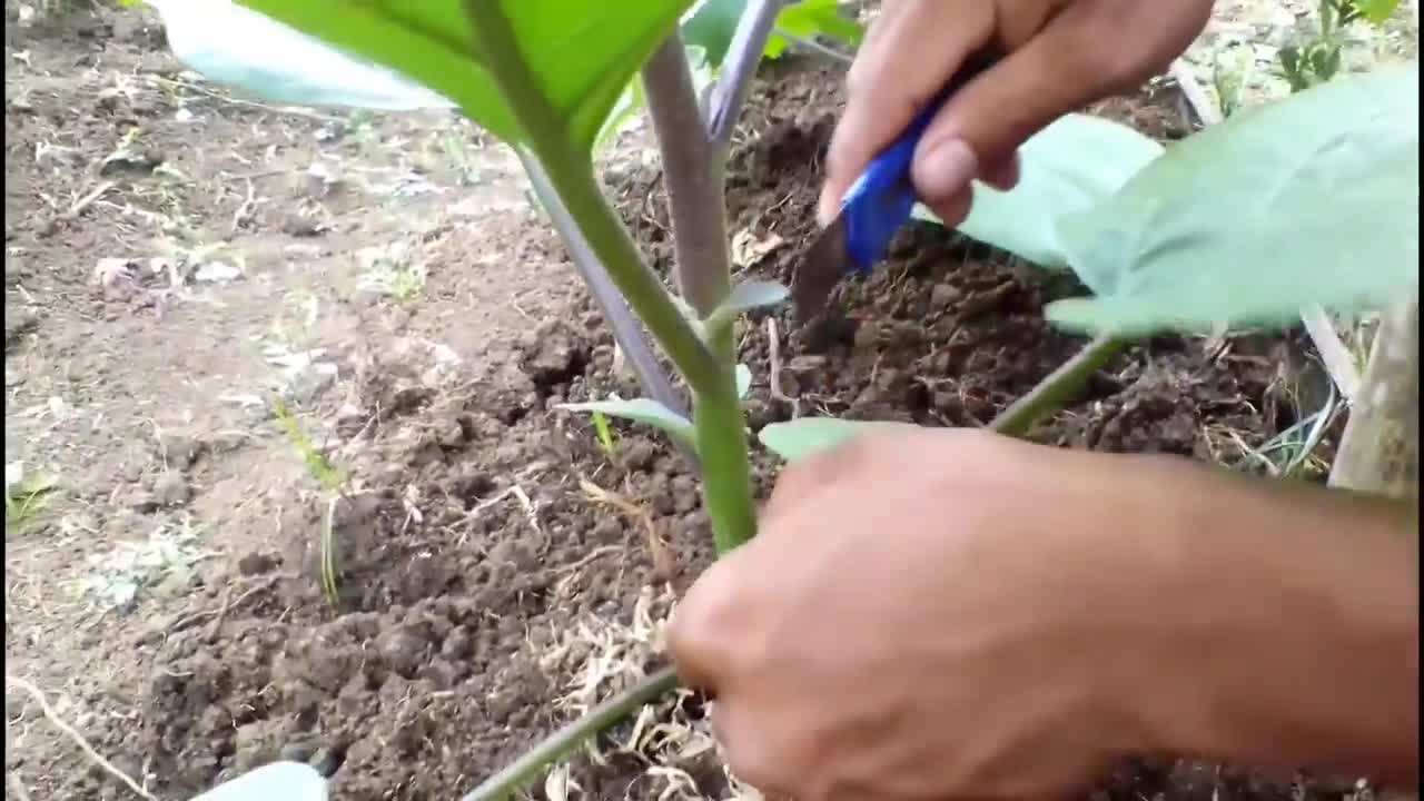 Learn how to prune young eggplant in an easy way when not flowering or bearing fruit.