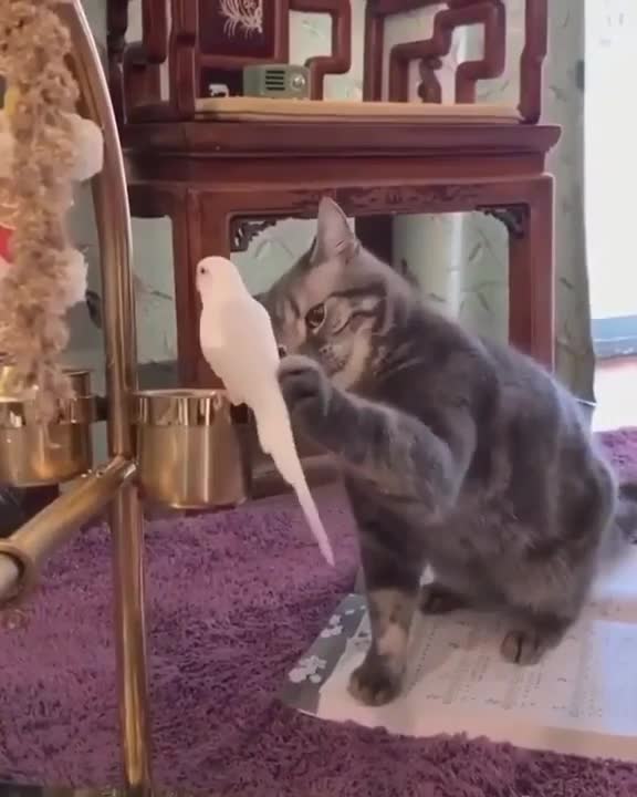 cat and parrot playing