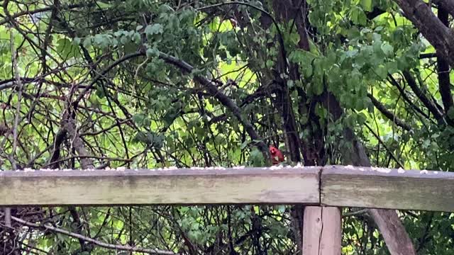 Cardinal staying a little longer