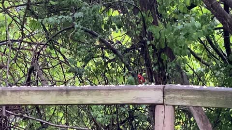 Cardinal staying a little longer