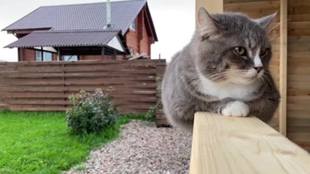 Very cute cat resting in the rain😍🥰