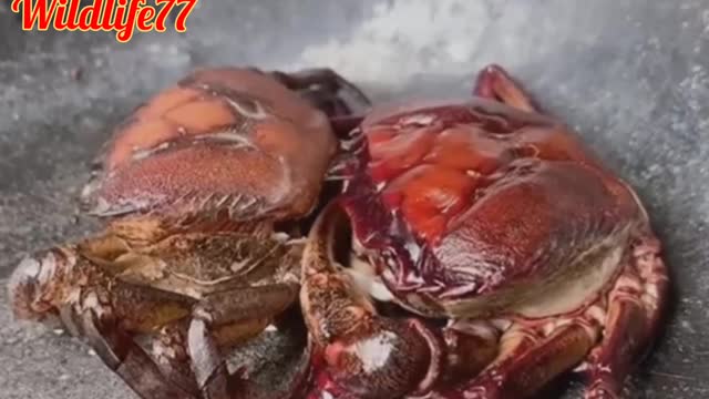 Crab is peeling itself? _Have you ever seen this?