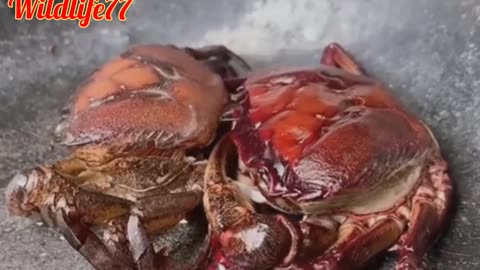 Crab is peeling itself? _Have you ever seen this?