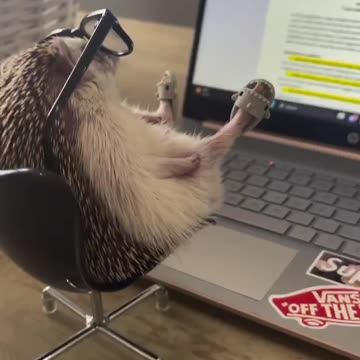 Anyone can attend those zoom meetings 😂