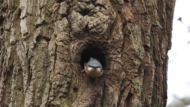 Busy Nuthatch