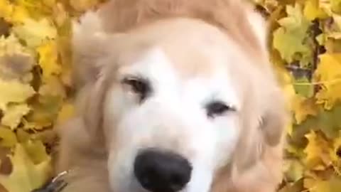Happy Doggy
