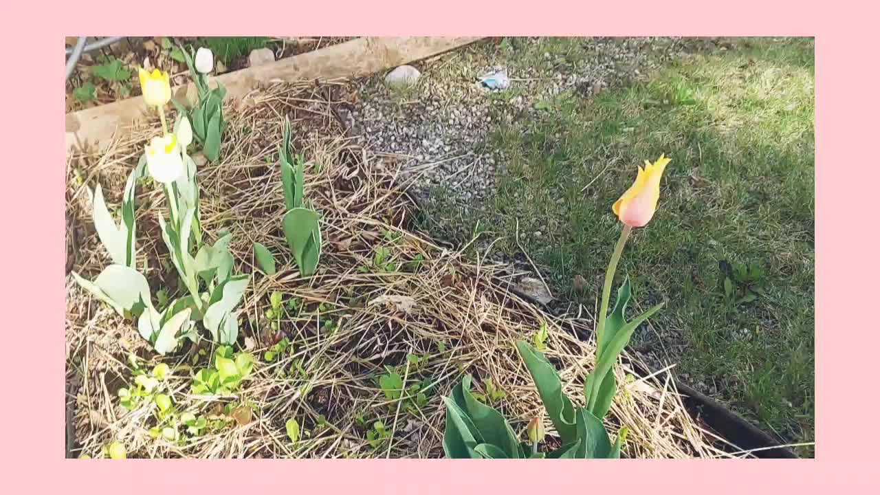 Tulips 🌷, gardening update