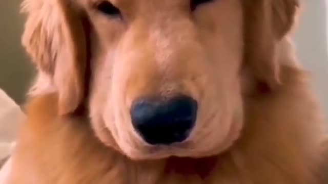 Why you so cute dog reaction