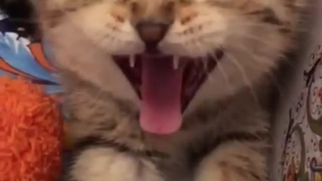 Cats funny video.