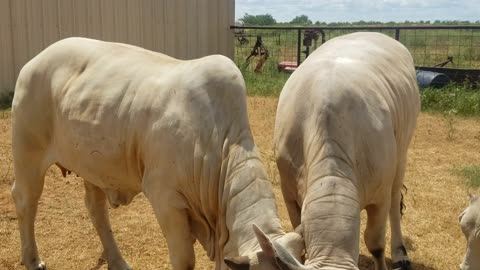 Four brahmans