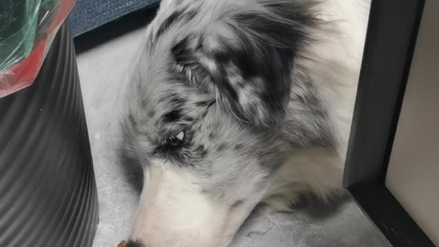 A dog who loves to sleep more than good food