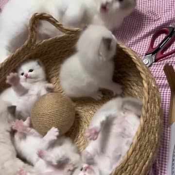 Cute cat. CatAndDogCute.