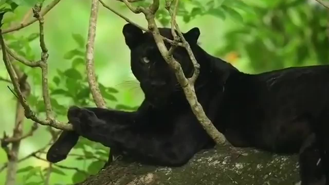 Wildlife in Closer View with natural perspective.