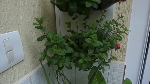 How to grow a mint bottle garden