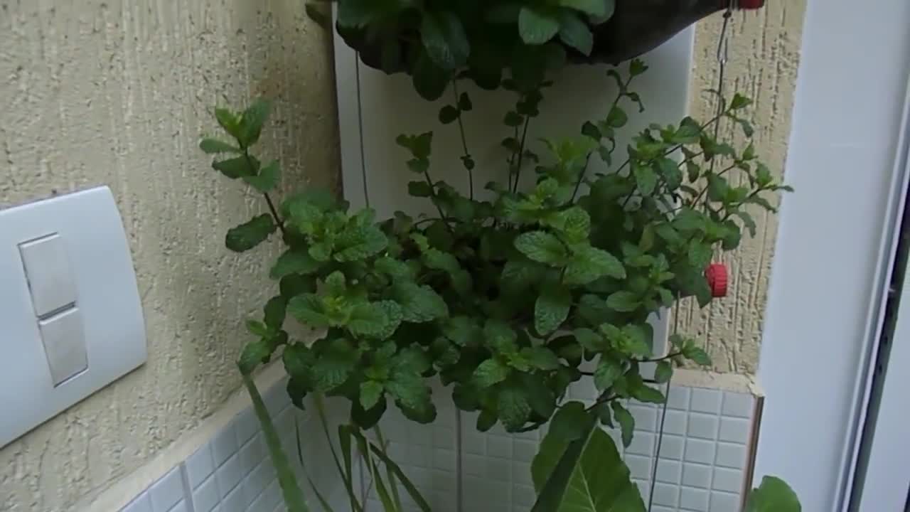 How to grow a mint bottle garden