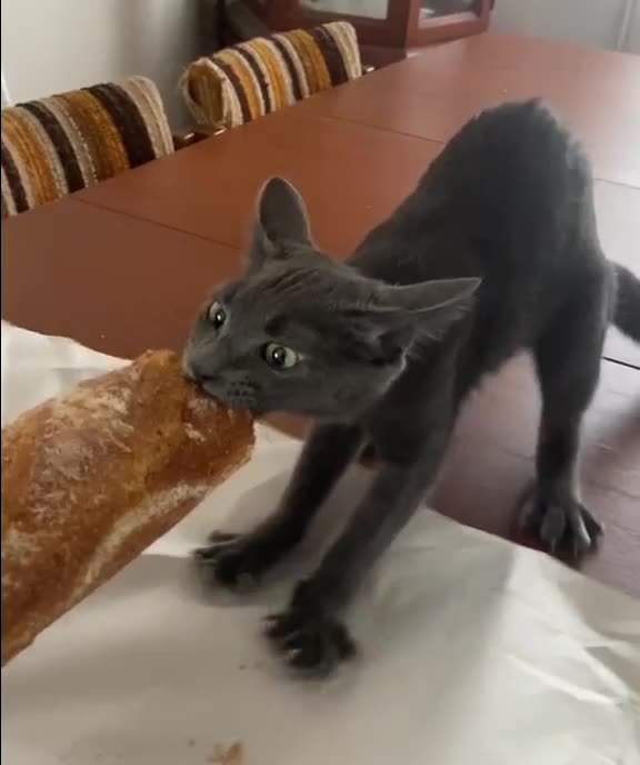 That’s my baguette let go of it !!!! 😂😂
